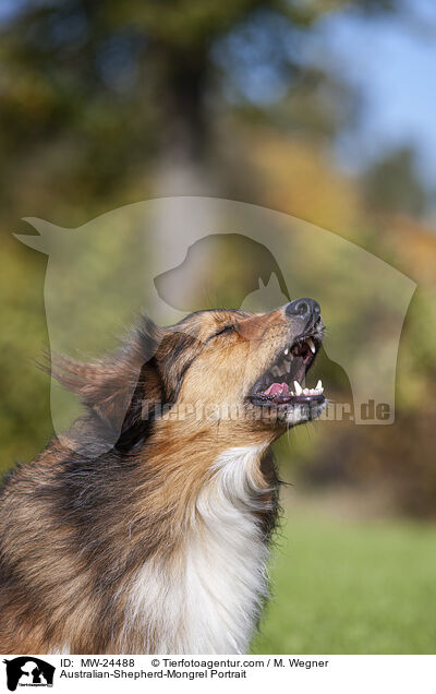 Australian-Shepherd-Mix Portrait / Australian-Shepherd-Mongrel Portrait / MW-24488