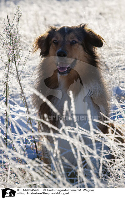 sitzender Australian-Shepherd-Mix / sitting Australian-Shepherd-Mongrel / MW-24546