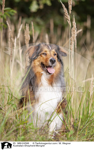Australian-Shepherd-Mix / Australian-Shepherd-Mongrel / MW-24586