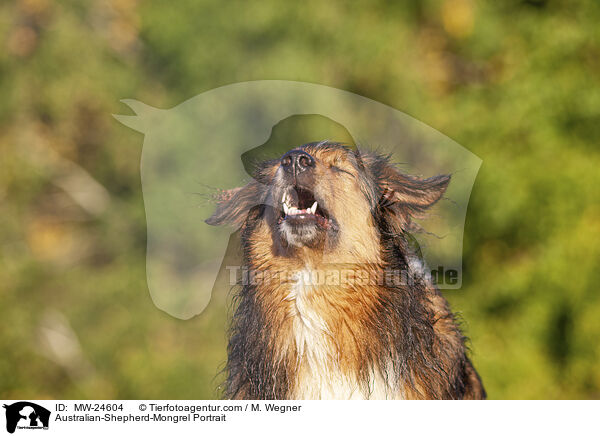 Australian-Shepherd-Mix Portrait / Australian-Shepherd-Mongrel Portrait / MW-24604