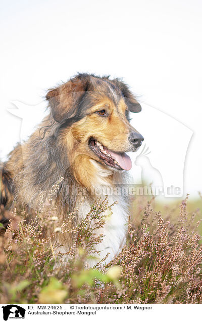 Australian-Shepherd-Mix / Australian-Shepherd-Mongrel / MW-24625