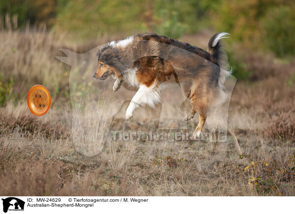 Australian-Shepherd-Mix / Australian-Shepherd-Mongrel / MW-24629