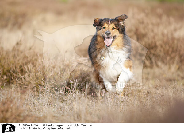 rennender Australian-Shepherd-Mix / running Australian-Shepherd-Mongrel / MW-24634