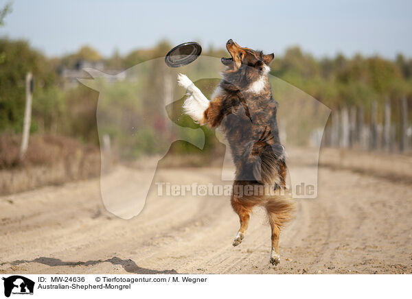 Australian-Shepherd-Mongrel / MW-24636