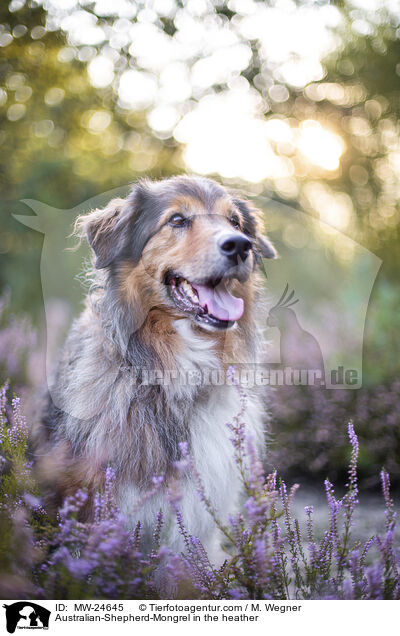 Australian-Shepherd-Mix in der Heide / Australian-Shepherd-Mongrel in the heather / MW-24645