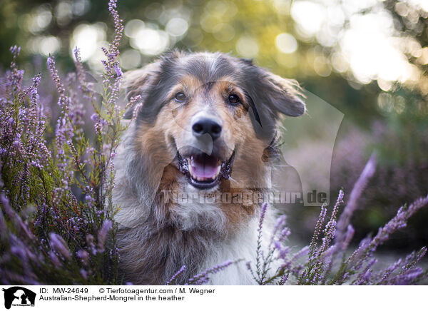 Australian-Shepherd-Mix in der Heide / Australian-Shepherd-Mongrel in the heather / MW-24649