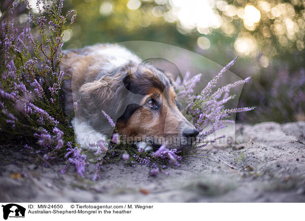 Australian-Shepherd-Mix in der Heide / Australian-Shepherd-Mongrel in the heather / MW-24650