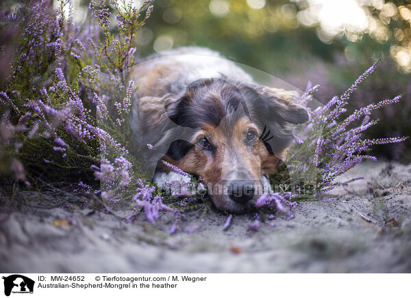 Australian-Shepherd-Mix in der Heide / Australian-Shepherd-Mongrel in the heather / MW-24652
