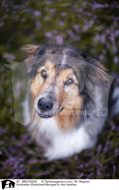 Australian-Shepherd-Mix in der Heide / Australian-Shepherd-Mongrel in the heather / MW-24656
