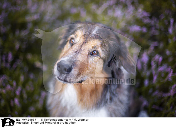 Australian-Shepherd-Mix in der Heide / Australian-Shepherd-Mongrel in the heather / MW-24657