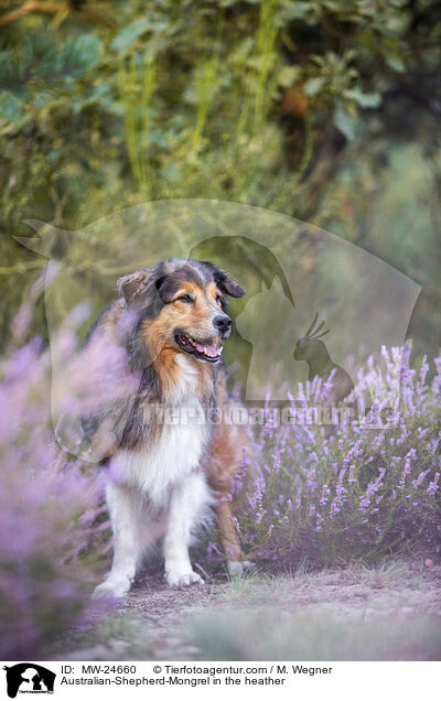 Australian-Shepherd-Mix in der Heide / Australian-Shepherd-Mongrel in the heather / MW-24660