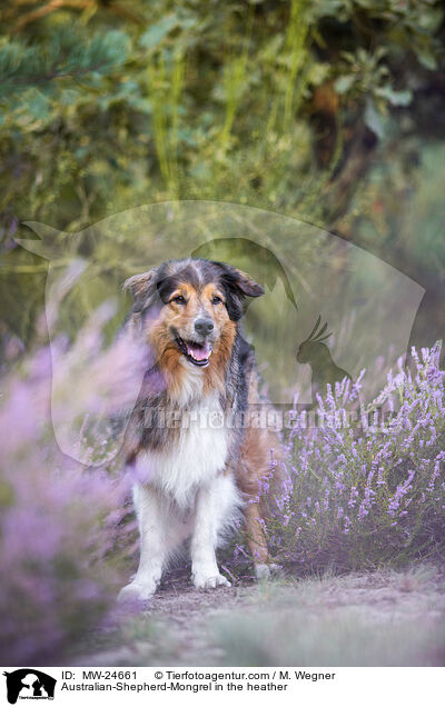 Australian-Shepherd-Mix in der Heide / Australian-Shepherd-Mongrel in the heather / MW-24661