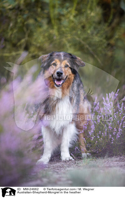 Australian-Shepherd-Mongrel in the heather / MW-24662