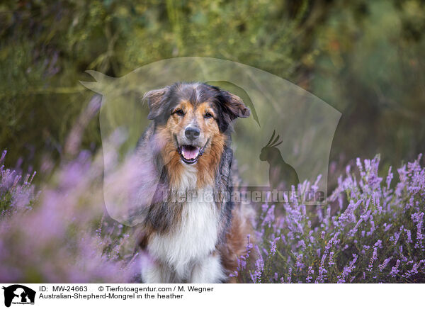 Australian-Shepherd-Mix in der Heide / Australian-Shepherd-Mongrel in the heather / MW-24663