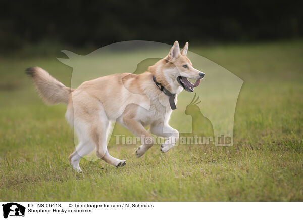 Husky-Schferhund im Sommer / Shepherd-Husky in summer / NS-06413