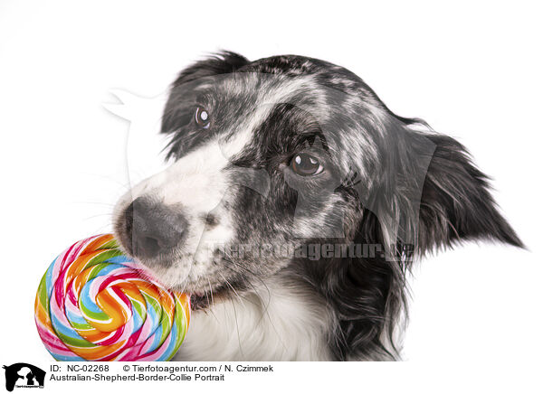 Australian-Shepherd-Border-Collie Portrait / Australian-Shepherd-Border-Collie Portrait / NC-02268