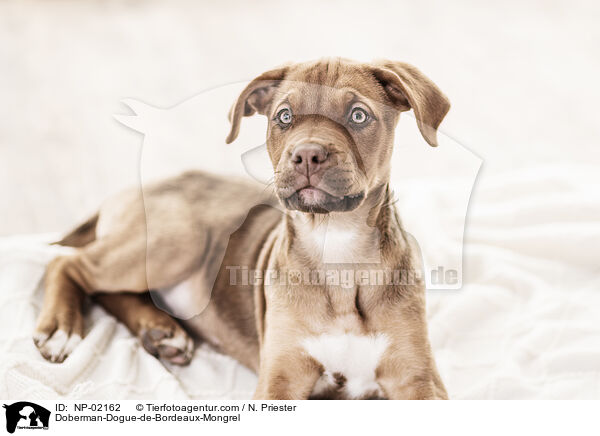 Dobermann-Bordeaux-Dogge-Mix / Doberman-Dogue-de-Bordeaux-Mongrel / NP-02162