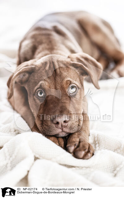 Dobermann-Bordeaux-Dogge-Mix / Doberman-Dogue-de-Bordeaux-Mongrel / NP-02174