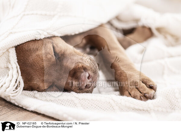Doberman-Dogue-de-Bordeaux-Mongrel / NP-02185