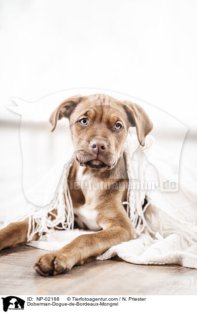 Dobermann-Bordeaux-Dogge-Mix / Doberman-Dogue-de-Bordeaux-Mongrel / NP-02188