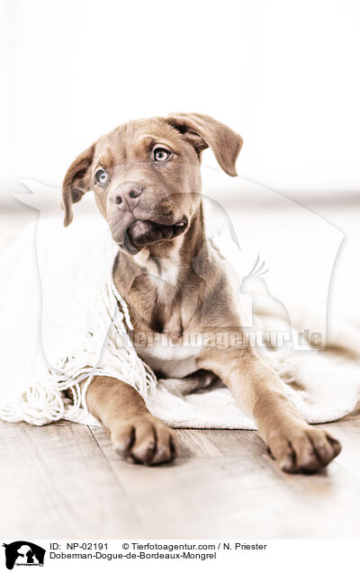 Doberman-Dogue-de-Bordeaux-Mongrel / NP-02191