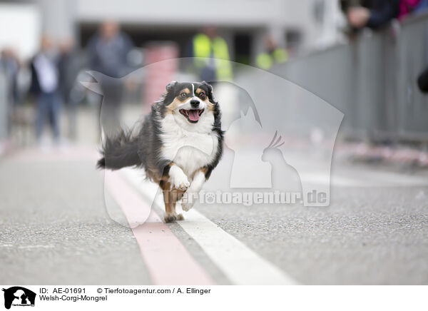 Welsh-Corgi-Mischling / Welsh-Corgi-Mongrel / AE-01691