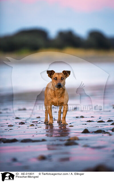 Pinscher-Mongrel / AE-01801