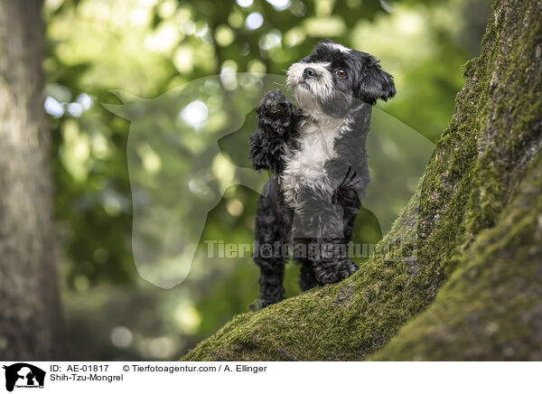 Shih-Tzu-Mischling / Shih-Tzu-Mongrel / AE-01817
