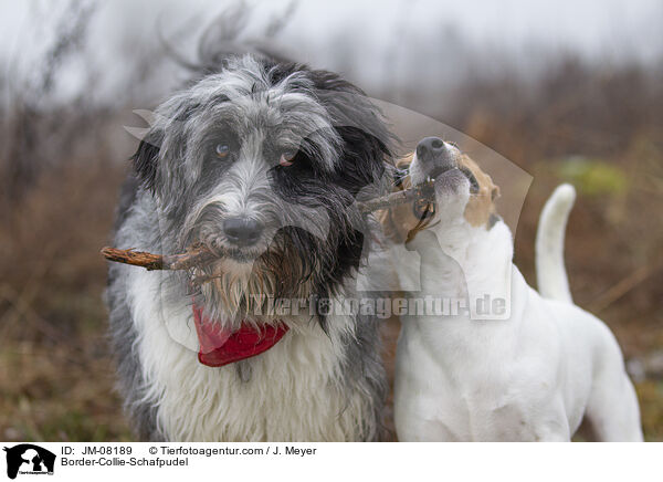 Border-Collie-Schafpudel / JM-08189