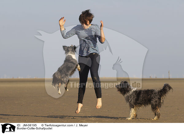 Border-Collie-Schafpudel / Border-Collie-Schafpudel / JM-08195