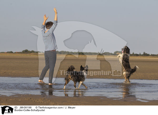 Border-Collie-Schafpudel / Border-Collie-Schafpudel / JM-08198