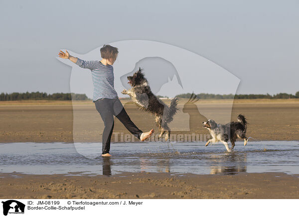 Border-Collie-Schafpudel / Border-Collie-Schafpudel / JM-08199