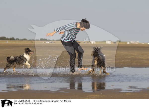Border-Collie-Schafpudel / Border-Collie-Schafpudel / JM-08200