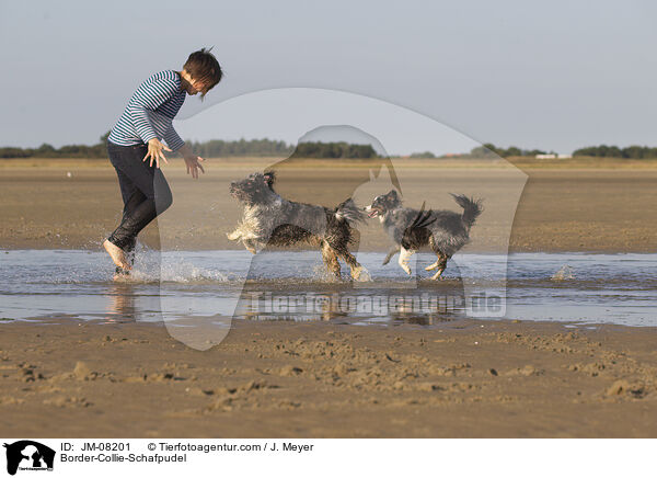 Border-Collie-Schafpudel / Border-Collie-Schafpudel / JM-08201