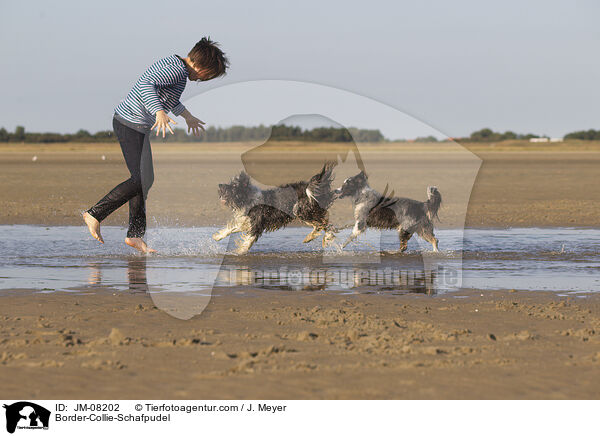 Border-Collie-Schafpudel / Border-Collie-Schafpudel / JM-08202