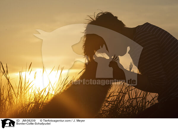 Border-Collie-Schafpudel / Border-Collie-Schafpudel / JM-08209