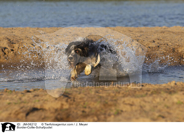 Border-Collie-Schafpudel / Border-Collie-Schafpudel / JM-08212