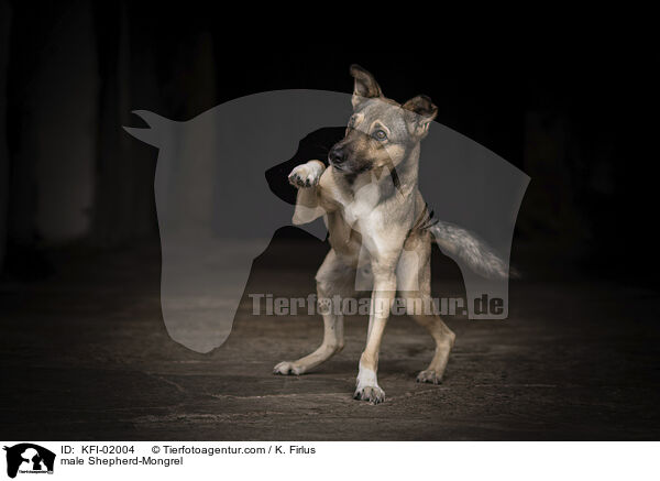 Schferhund-Mischling Rde / male Shepherd-Mongrel / KFI-02004