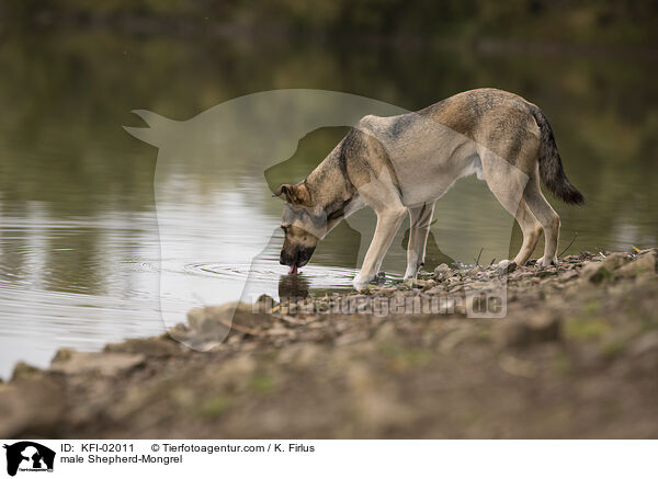 male Shepherd-Mongrel / KFI-02011