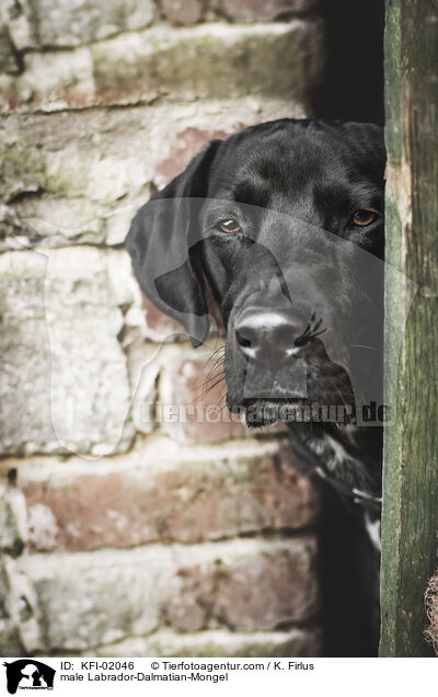 Labrador-Dalmatiner-Mischling Rde / male Labrador-Dalmatian-Mongel / KFI-02046