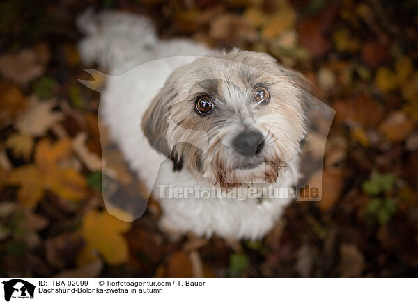 Dackel-Bolonka-zwetna im Herbst / Dachshund-Bolonka-zwetna in autumn / TBA-02099