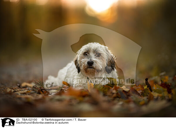 Dackel-Bolonka-zwetna im Herbst / Dachshund-Bolonka-zwetna in autumn / TBA-02100