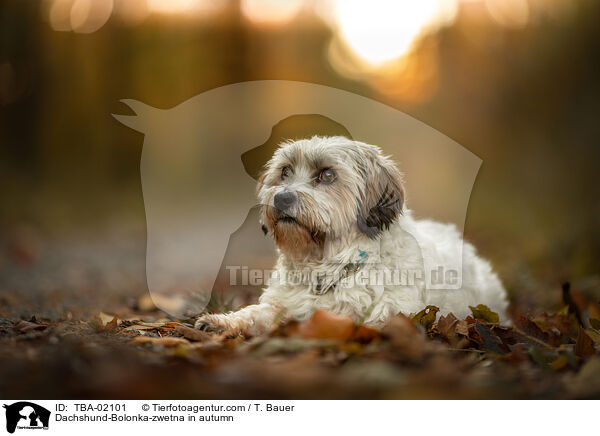 Dackel-Bolonka-zwetna im Herbst / Dachshund-Bolonka-zwetna in autumn / TBA-02101