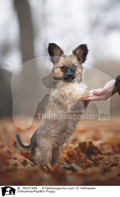 Chihuahua-Papillon Puppy / DH-01958