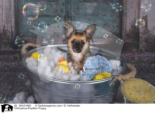 Chihuahua-Papillon Puppy / DH-01960