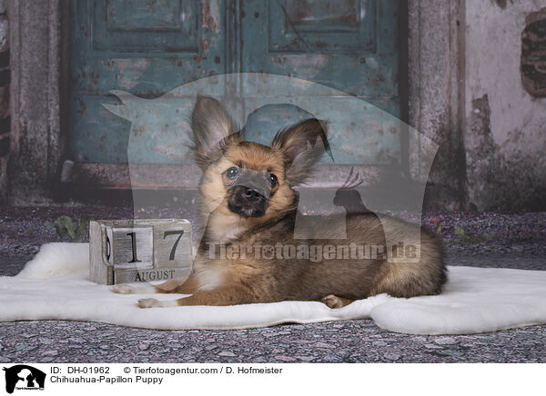 Chihuahua-Papillon Puppy / DH-01962