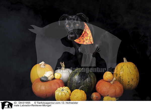 male Labrador-Retriever-Mongel / DH-01995