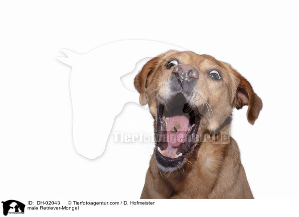 Retriever-Mischling Rde / male Retriever-Mongel / DH-02043