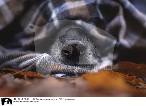 Retriever-Mischling Rde / male Retriever-Mongel / DH-02049