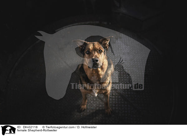 Schferhund-Rottweiler Hndin / female Shepherd-Rottweiler / DH-02118